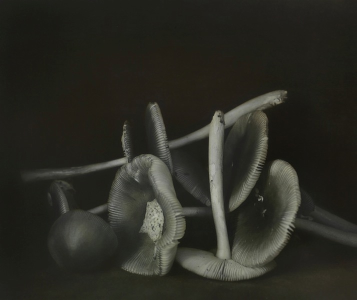 Ingar Krauss: ohne Titel, Jena 2014, 
silver bromide paper and oil paint, 42 x 50 cm, framed, Ed. 8

